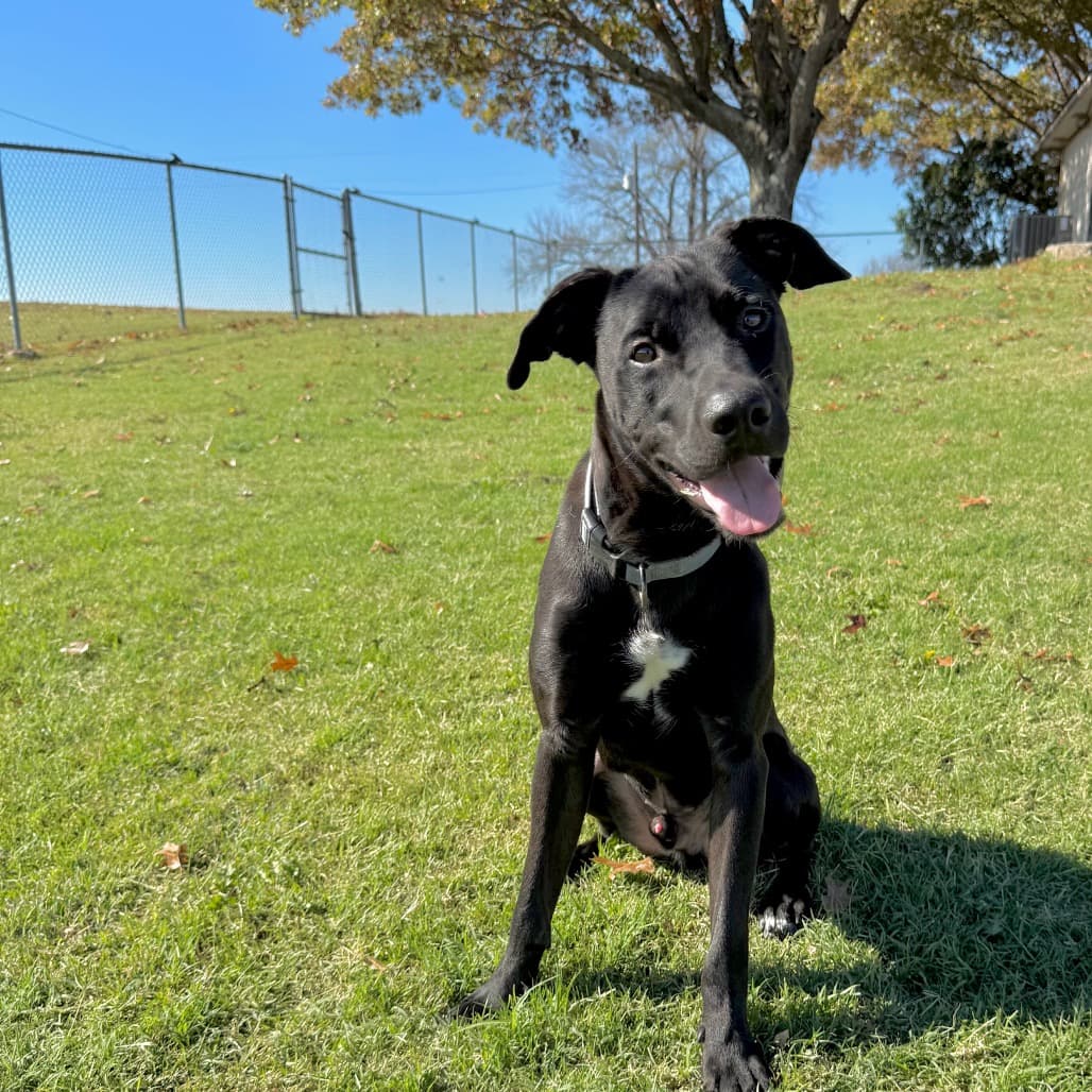 Boo the shelter dog