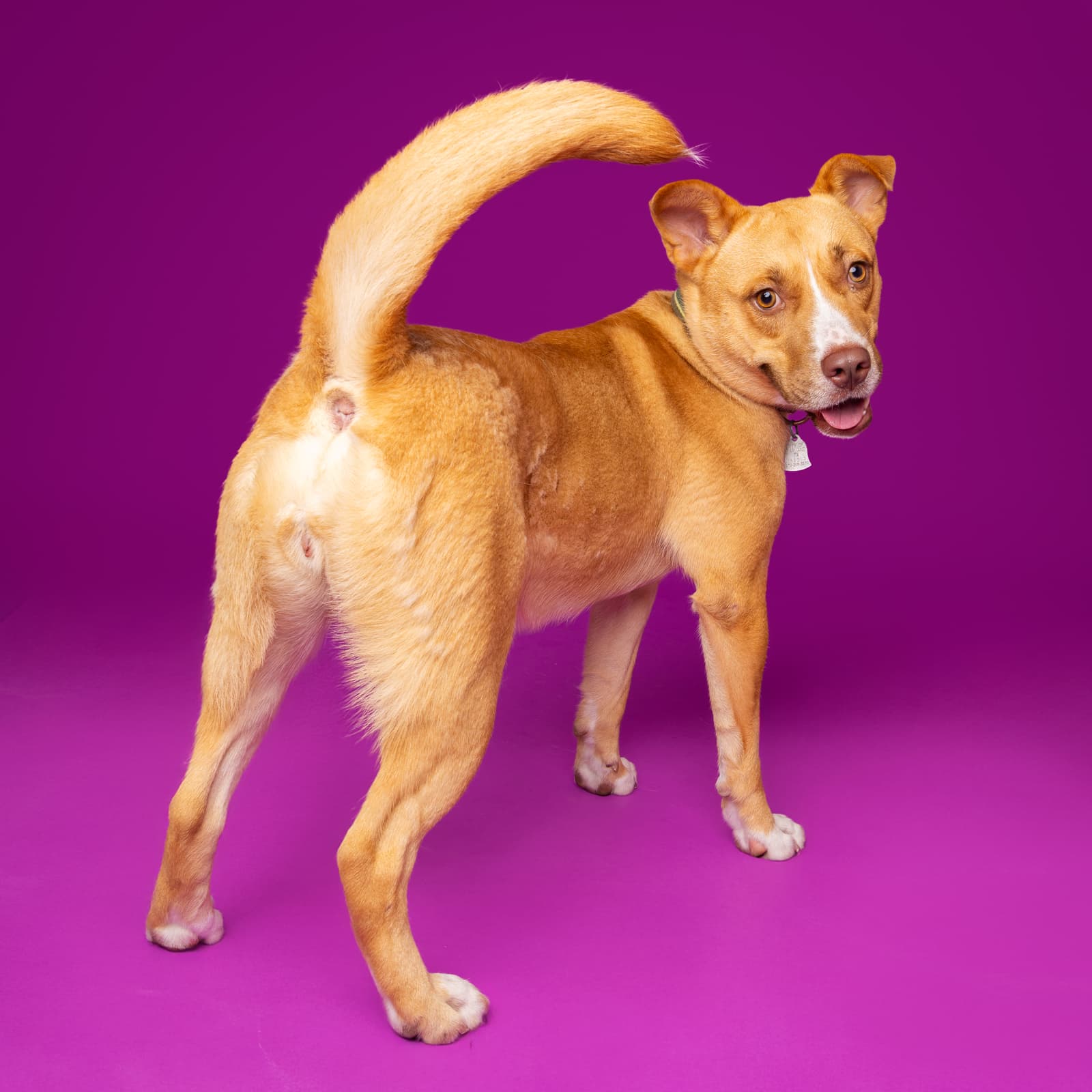 Fiesta the shelter dog