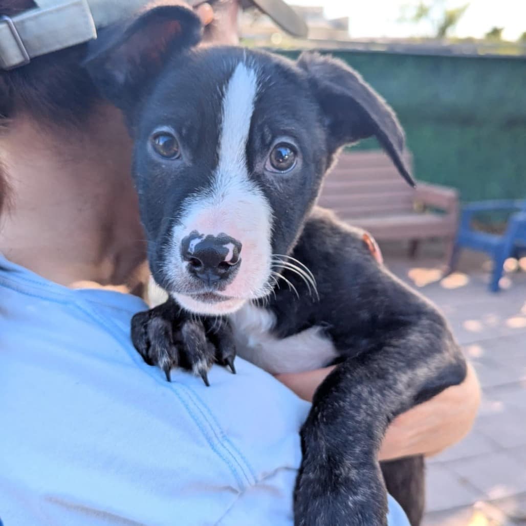 Garnet the shelter dog