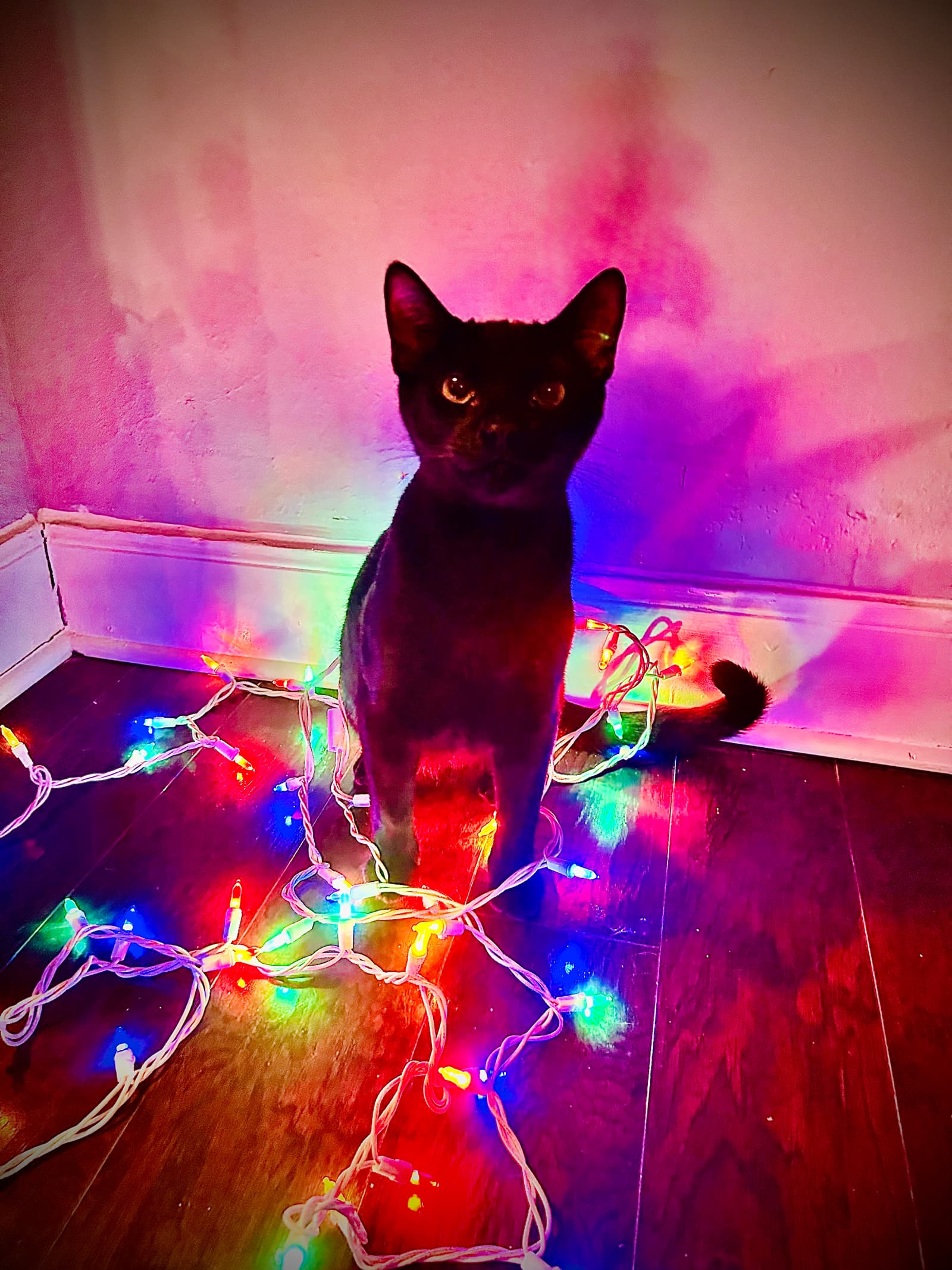 Gherkin the shelter dog