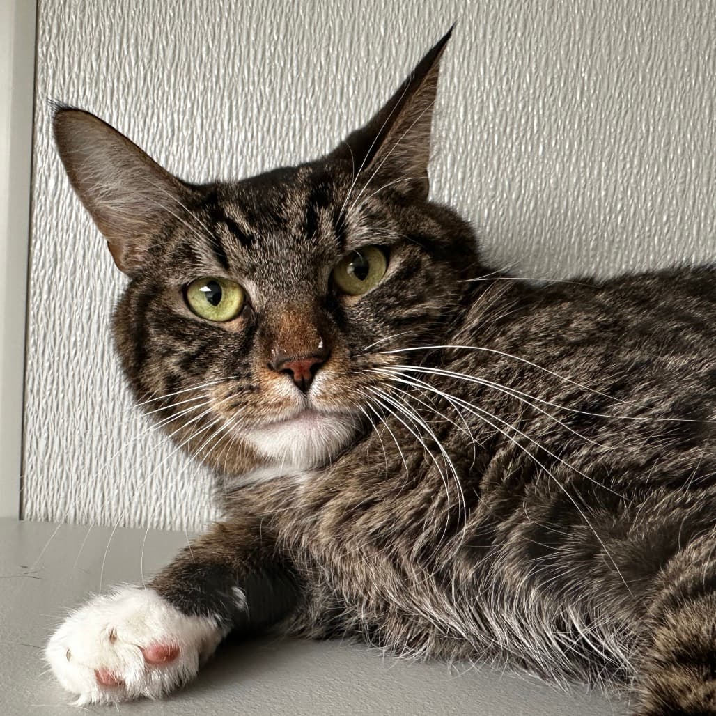 Gibson the shelter dog