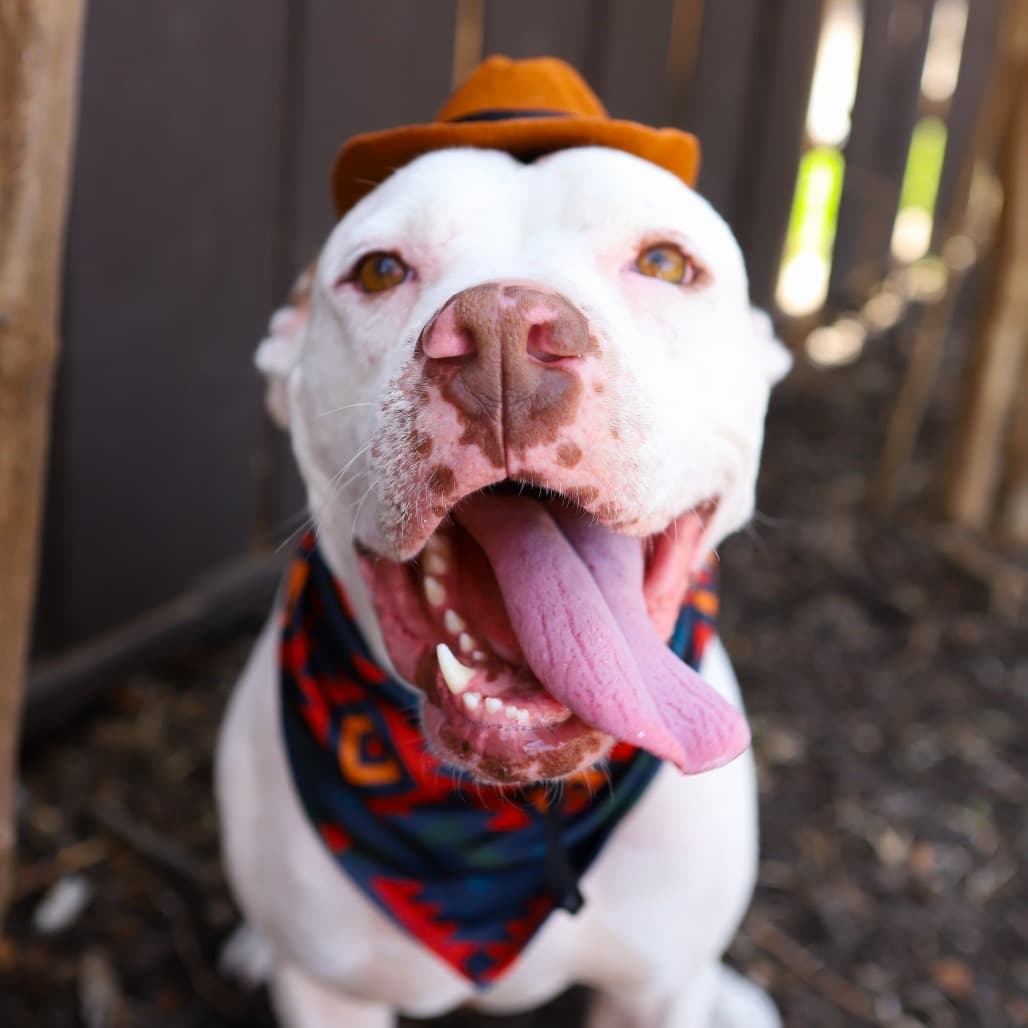 Hamilton the shelter dog