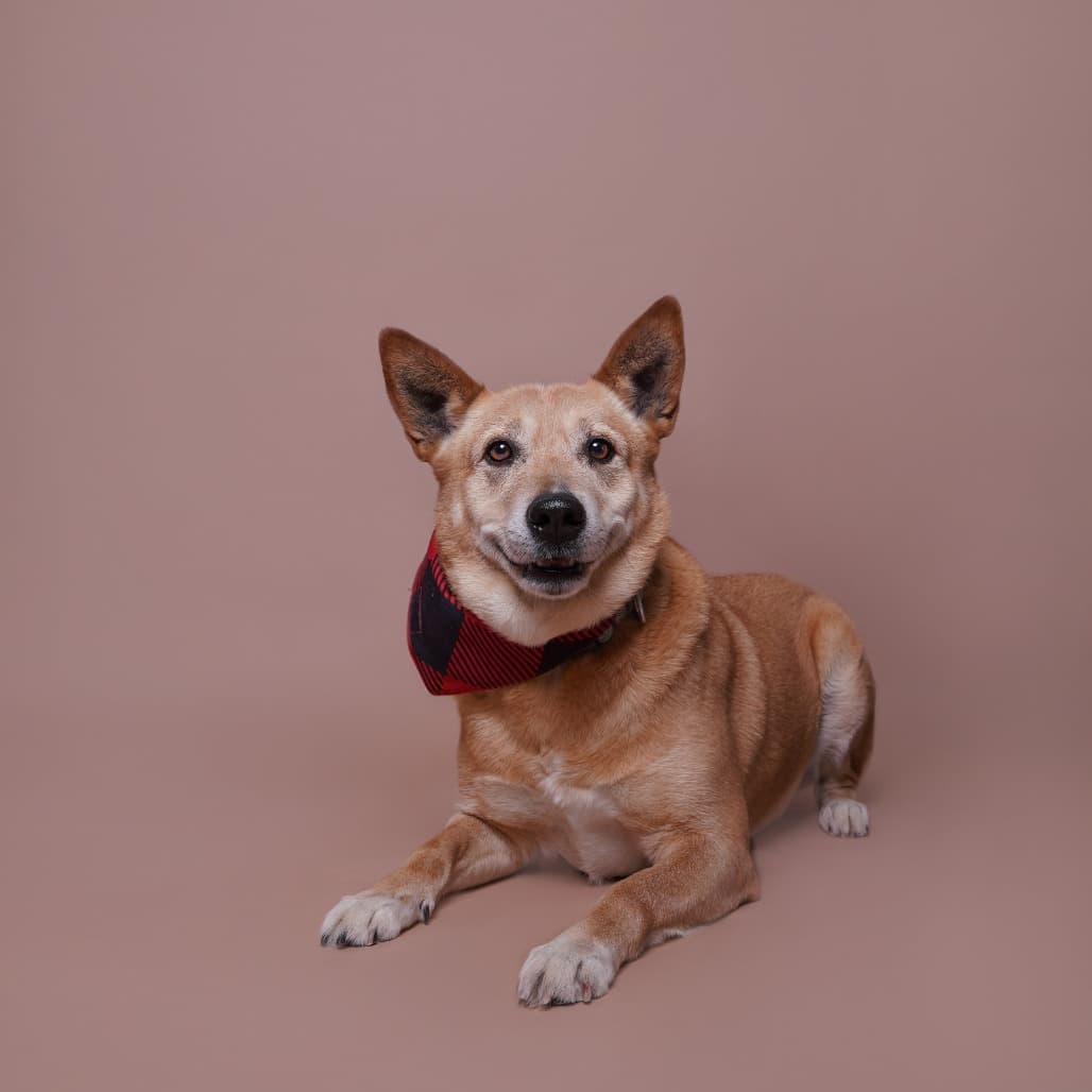 Jack the shelter dog