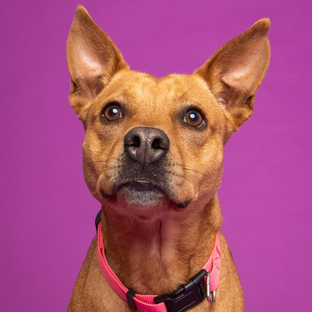 Lola Bear the shelter dog