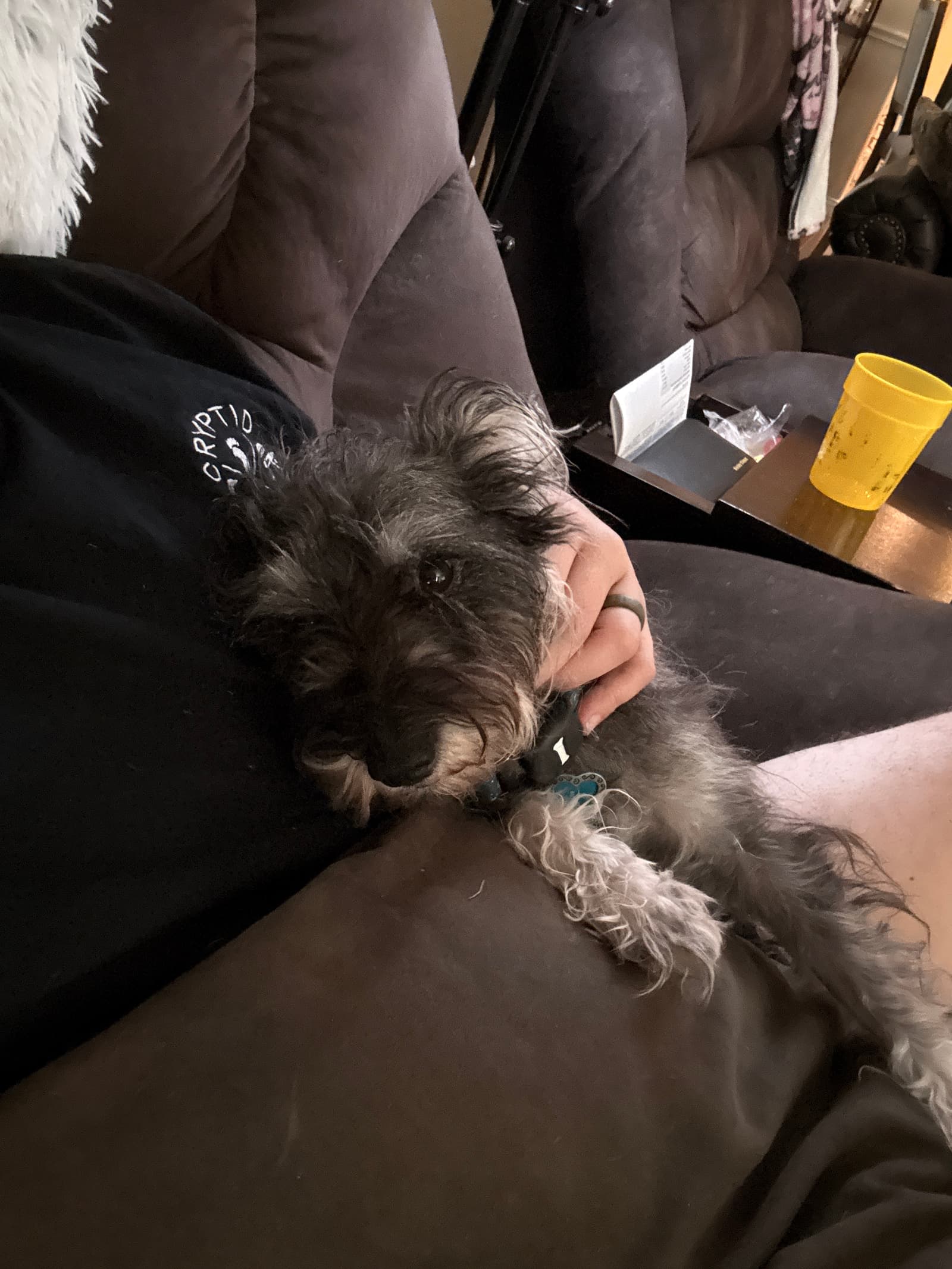 Maple the shelter dog