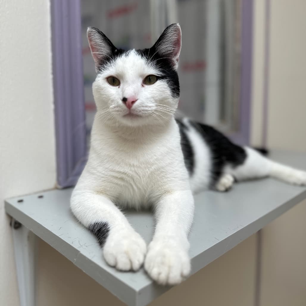 Niblet the shelter dog