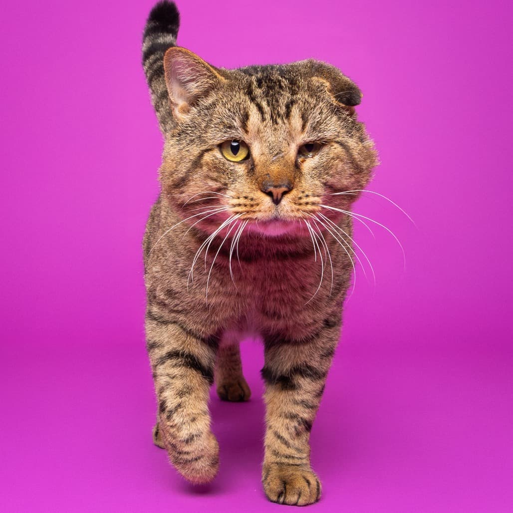 Norman the shelter dog