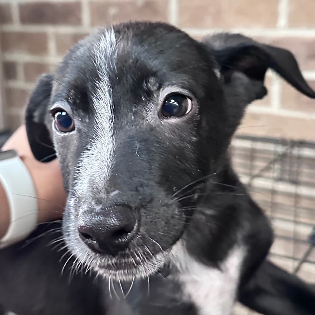 Onyx the shelter dog