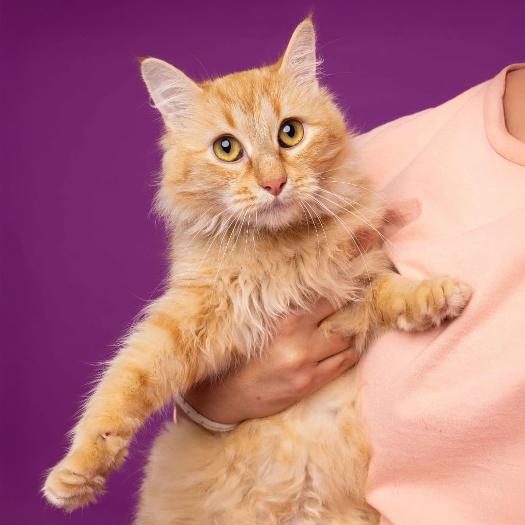 Orange Pop the shelter dog