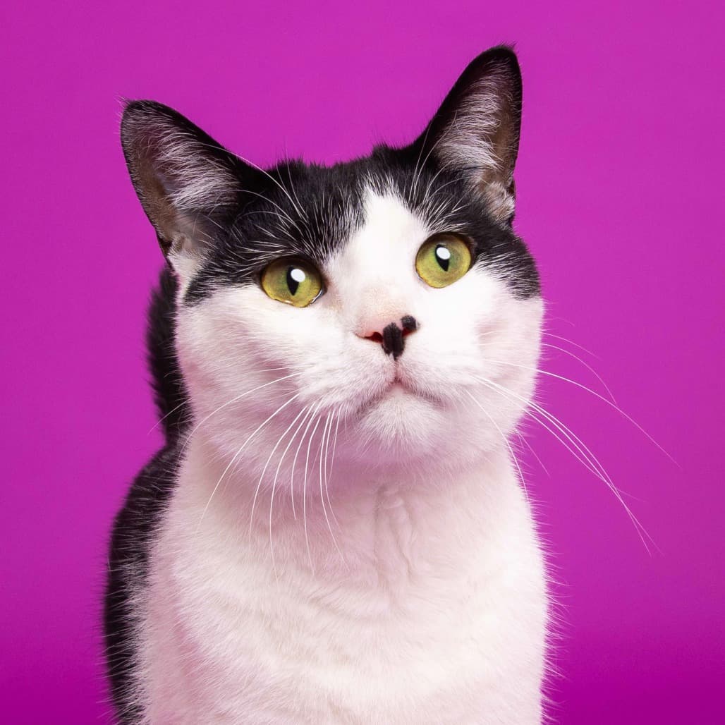 Pongo the shelter dog