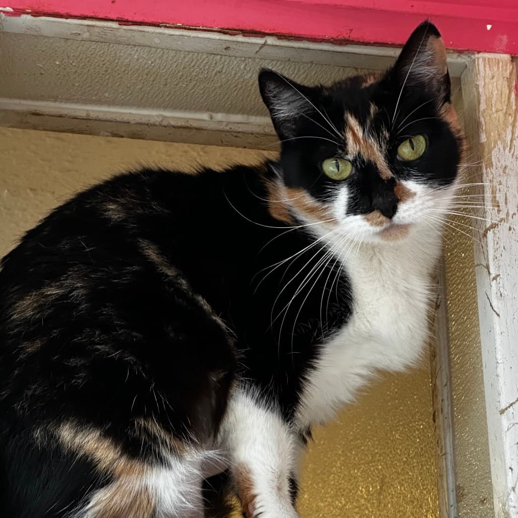 Puzzles the shelter dog