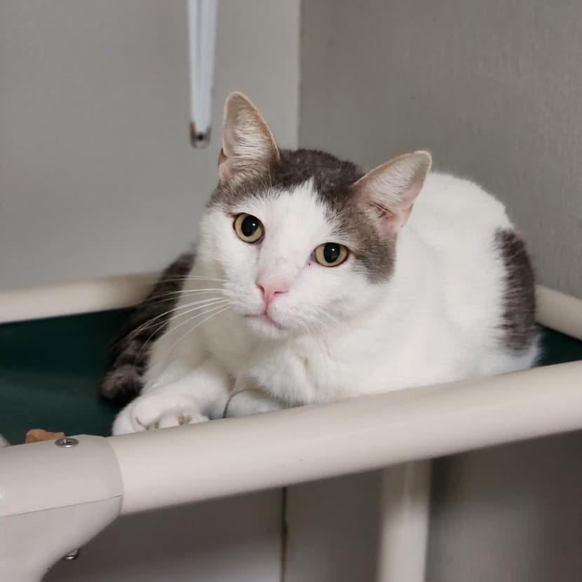 Riggs the shelter dog