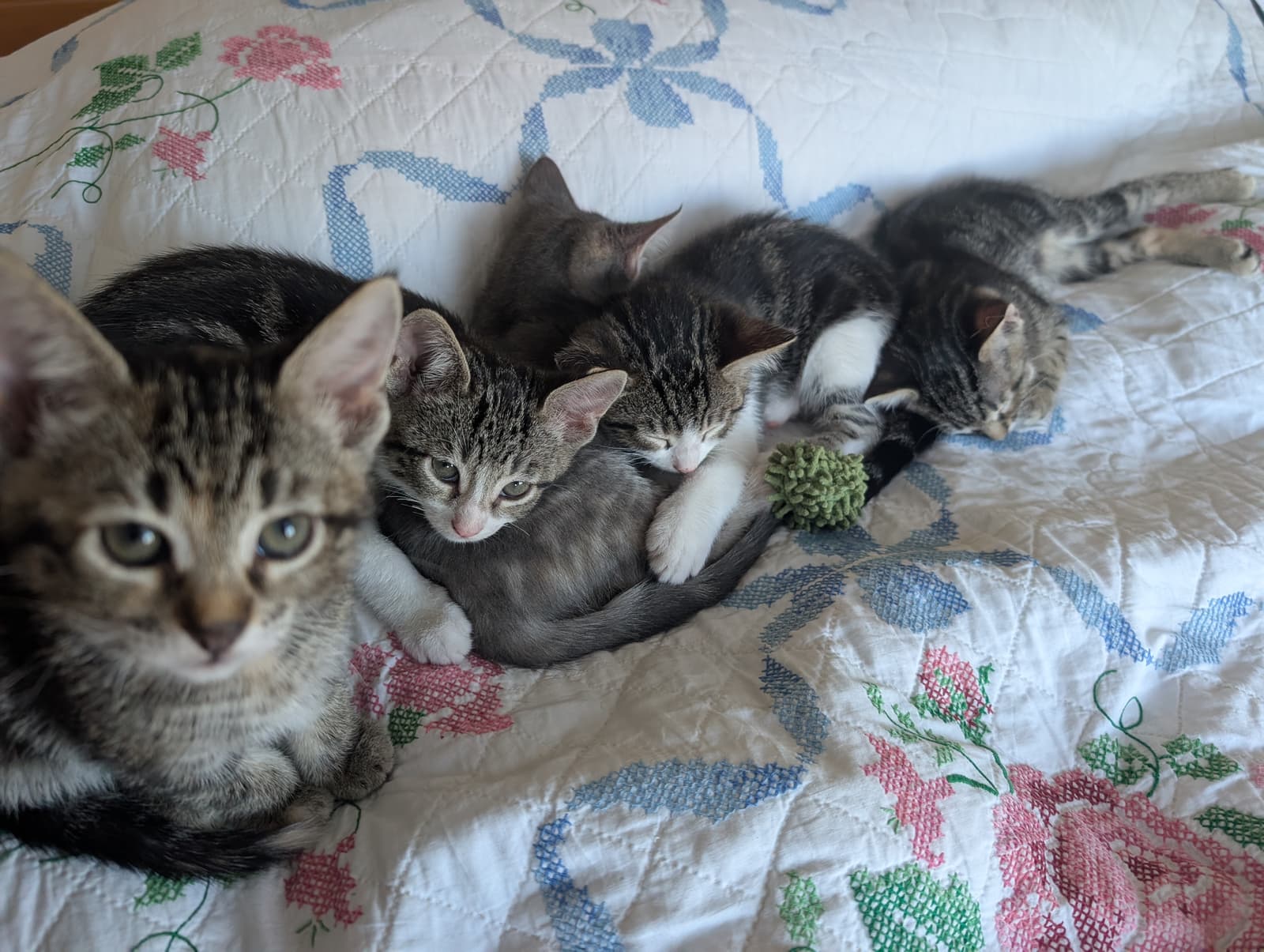 Tips, Tails, and Spats the shelter dog