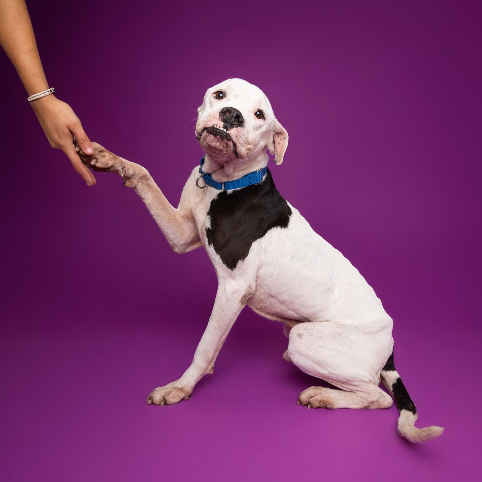 Stanley the shelter dog