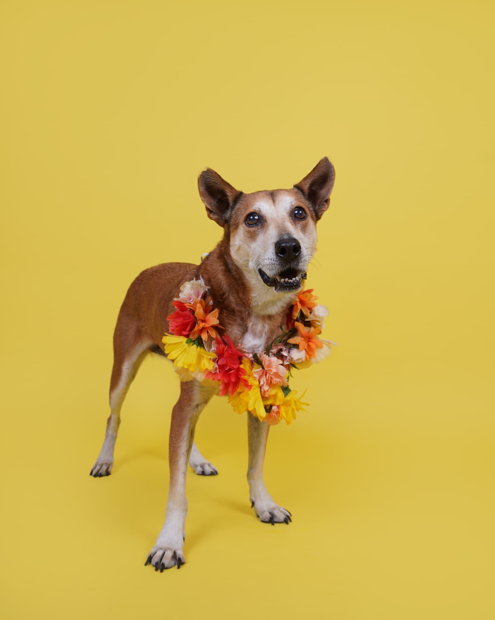 Sugar the shelter dog