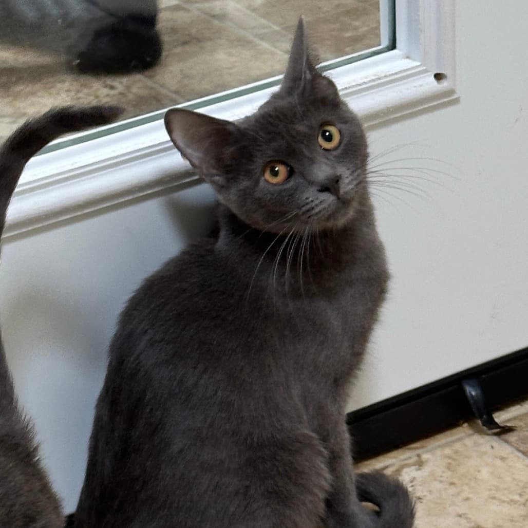 Tom Thumb the shelter dog