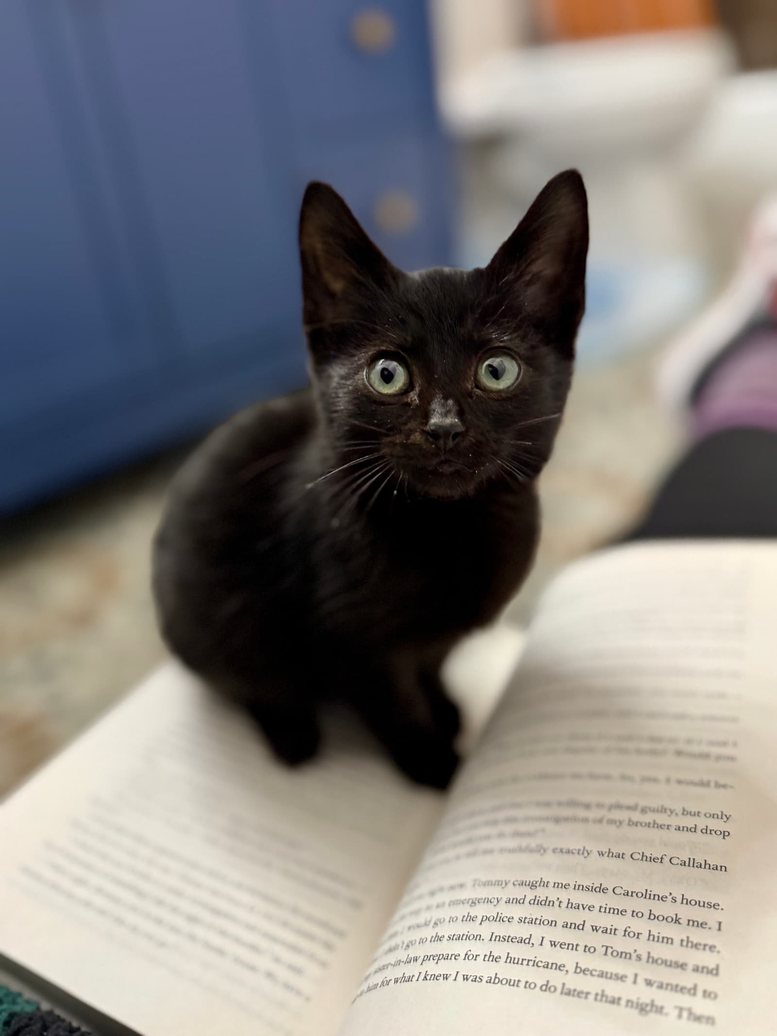 Turducken the shelter dog