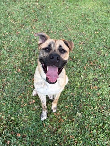 Wally the shelter dog