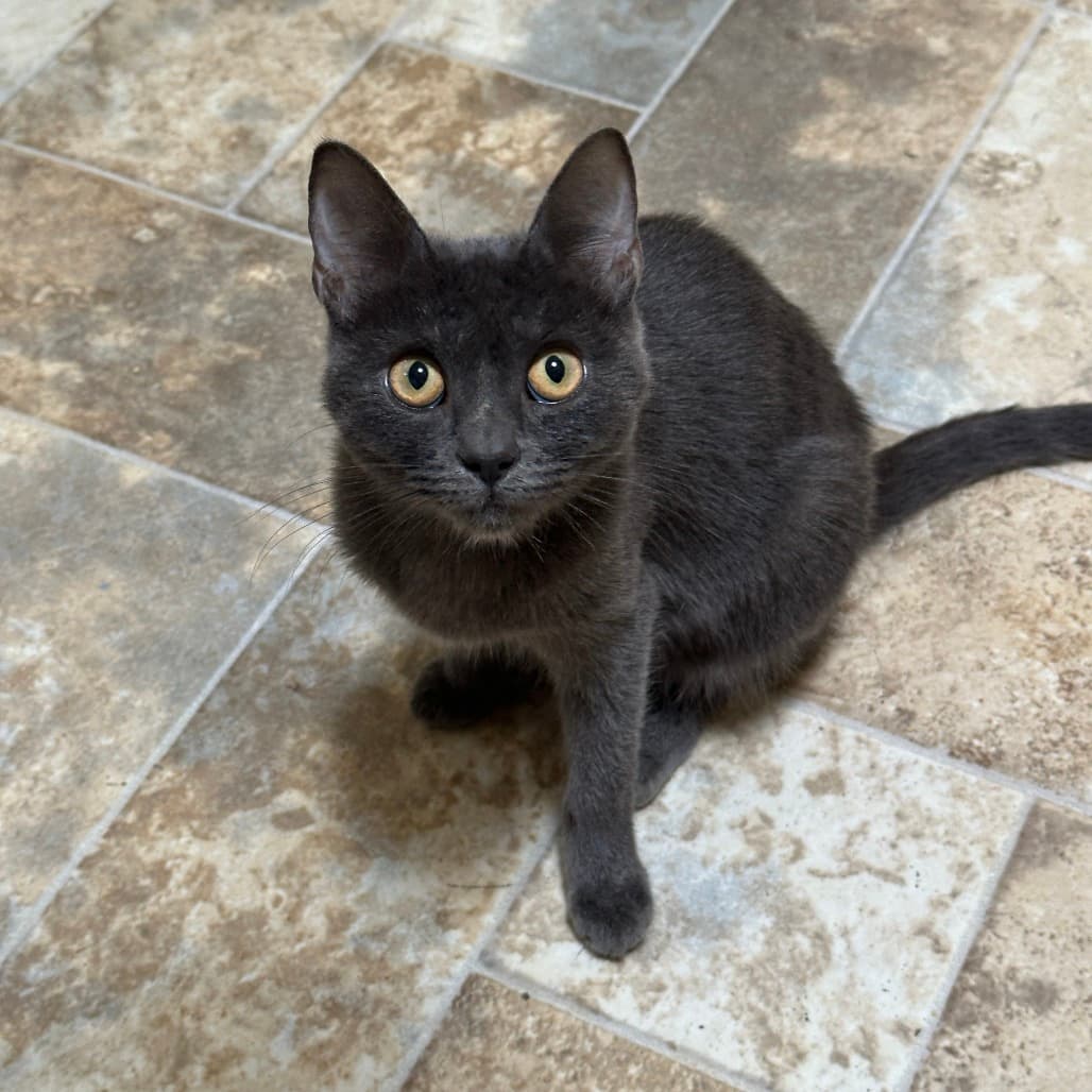 Winn-Dixie the shelter dog